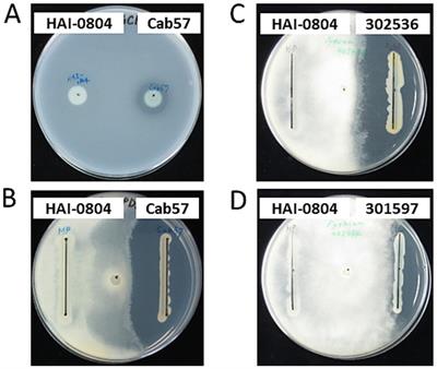 Pseudomonas rhodesiae HAI-0804 suppresses Pythium damping off and root rot in cucumber by its efficient root colonization promoted by amendment with glutamate